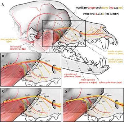 Ligation of the Maxillary Artery Prior to Caudal Maxillectomy in the Dog—A Description of the Technique, Retrospective Evaluation of Blood Loss, and Cadaveric Evaluation of Maxillary Artery Anatomy